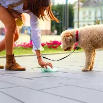 sac ramasse crotte 2